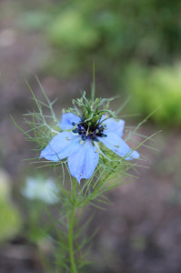 Fleur