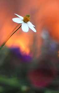 LLL-BurningFlowers-004