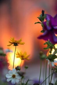 LLL-BurningFlowers-005