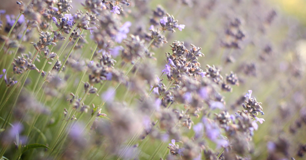 LLL-MarkdorfFlowers-01